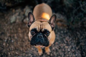 Include your Dog in Family Pictures | Everything you need to know